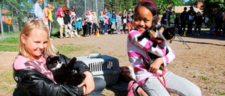 Djurliv på skolgården