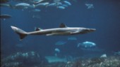 Kustbevakningen om hajdöden: Nytt för oss