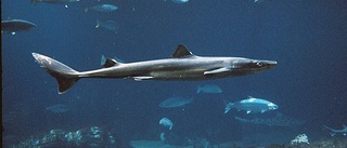 Kustbevakningen om hajdöden: Nytt för oss