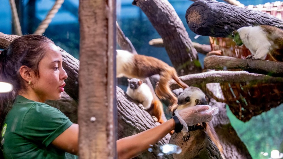 I september föddes ett tvillingpar av rasen tvåfärgad tamarin på Universeum i Göteborg. På tisdagen släpptes de ut i regnskogen med de andra aporna.