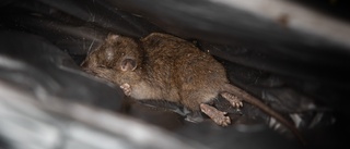 Almina tipsade om råttorna på Resecentrum – får 2500 av UNT: "Är i chock"