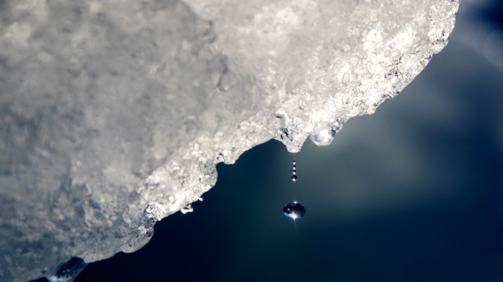 Den globala uppvärmningen går snabbt i Arktis – vilket påverkar nederbörden. Bilden är tagen i sydvästra Grönland och visar en droppe vatten som faller från ett isberg. Arkivbild.