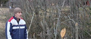 Johan Olofs träd kapades vid vägröjning – kräver skadestånd: "De har massakrerat hela landsvägen"