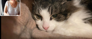 Katten Gubben rymde för 11 år sedan – nu har han fångats in • Frågan är var har han hållit hus?