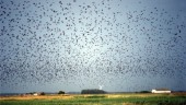 Flyttfåglar flyttar väl inte hela året?