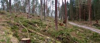 Gödsling och hyggesbränning har förstört skogen
