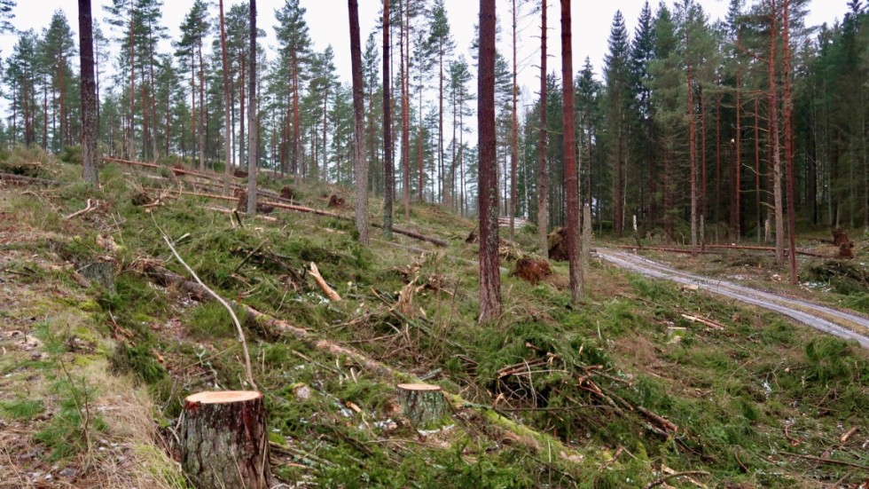 Skribenten menar att skogen är sårbar för stormar på grund av katastrofala missbedömningar inom skogsbruket.