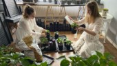 Instagram-odlarnas bästa tips inför grönsakssäsongen – halshugg dina plantor