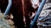 Djur vanvårdade på gård utanför Nyköping – kalv hittad död i box