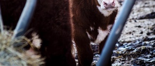 Djur vanvårdade på gård utanför Nyköping – kalv hittad död i box