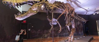 Kritik när skelett från T-rex går under klubban