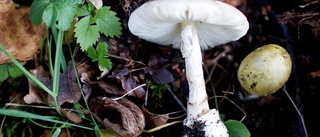 Livsfarlig svamp har siktas i Österåker