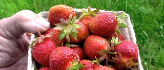 Insändare: Varifrån kommer färskpotatisen och jordgubbarna?