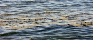 Kraftig algblomning i Strängnäs – avråder från bad