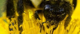 Prioritera växter som attraherar pollinerande insekter