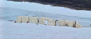 Ullfilt skyddar glaciär vid Kebnekaise