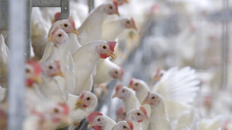 Hittills har tolv utbrott av fågelinfluensa konstaterats hos tamfågel i Sverige sedan i november.