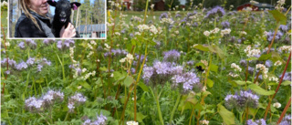 Nu frossar insekterna på böndernas blomsterbuffé