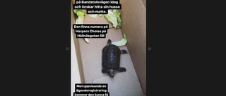 Den försvunna sköldpaddan har hittat hem igen
