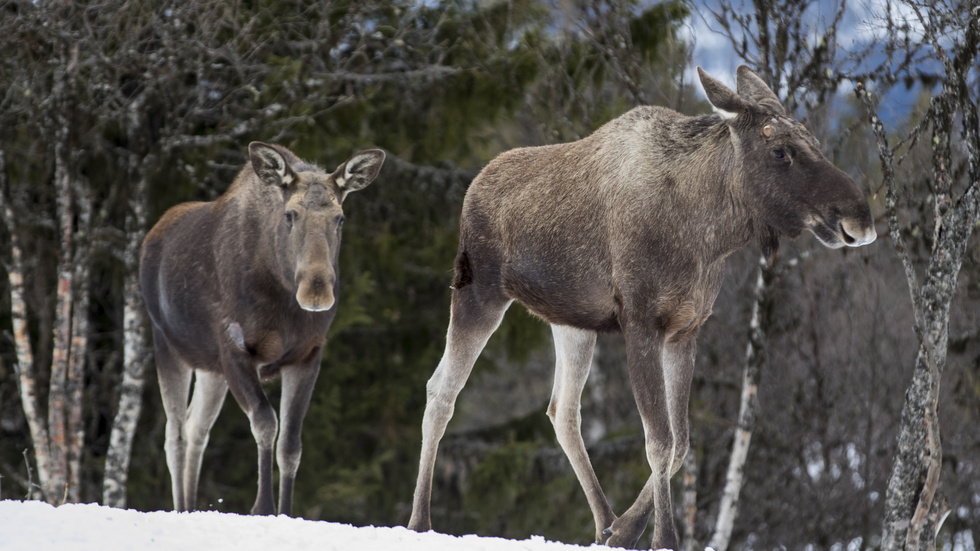 Fler älgar än tidigare år överlever jakten i Norrbotten. Arkivbild.