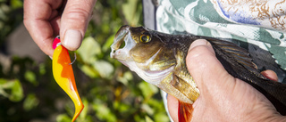 Skärpta kostråd för fisk från Storsjön