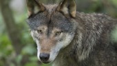 Klart: Sex vargar får skjutas i Sörmland 