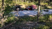 Bil kolliderade med älg – väg stängdes av