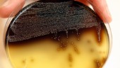 Värmländskt dödsfall i listeria kopplas till ost från gårdsmejeri