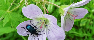 Läsarnas bilder från ett blomstrande län