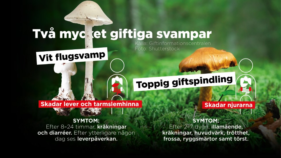 Vit flugsvamp och toppig giftspindling är två av Sveriges giftigaste svampar.