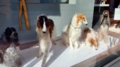Vov, vilken utställning – hundar skäl att besöka Hemslöjden