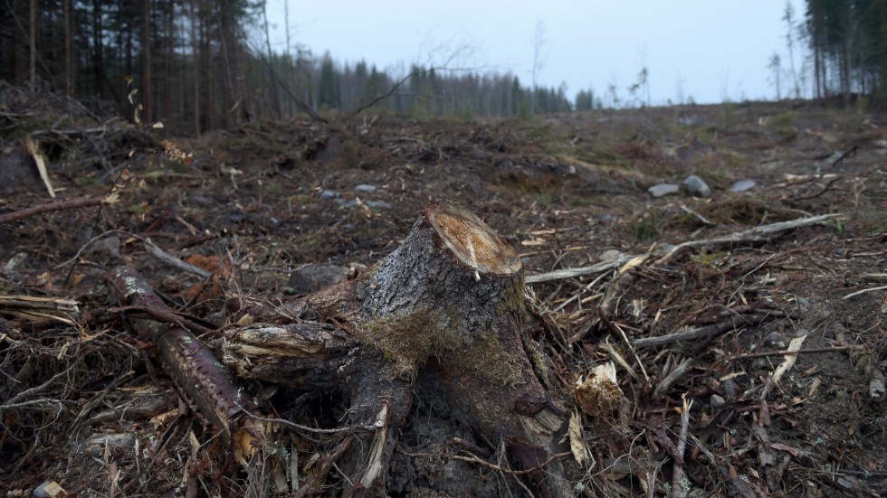 "Om det från och med idag blev förbjudet att kalhugga skog, riva upp marken genom markberedning och använda hyggesrester som bränsle, skulle detta leda till en dramatisk minskning av de svenska koldioxid- och metangasutsläppen", skriver debattören.