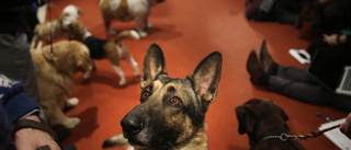 Sars-cov-2 hittat hos svensk hund