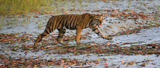 Människoätande tiger dödad i Indien