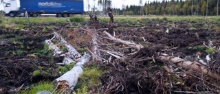 Stubbrytning får hård kritik