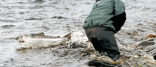 Kortare fiskeperiod i Torneälven – antalet laxar lägsta på 14 år