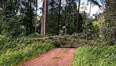 Risk för nedblåsta träd: "Föll ett steg framför mig"