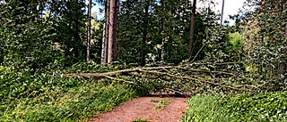Risk för nedblåsta träd: "Föll ett steg framför mig"