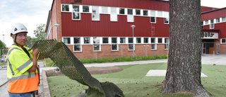 Norrhammarskolan får gräs som tål tuffa tag