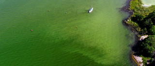 Kraftig algblomning i stora delar av Östersjön