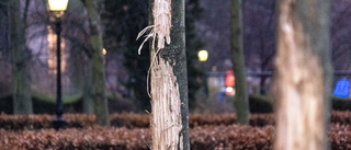 Fler träd vandaliserade i Malmö