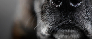 Vanvårdade hundar – trasiga tänder och för små boxar