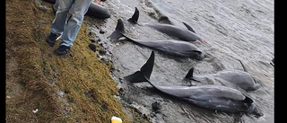 Döda delfiner väcker protester i Mauritius