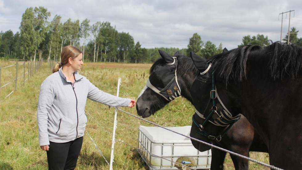HBR:s ordförande Annika Fransson klappar om Black Beauty och Elza, två av fem nya hästar klubben köpt in till terminsstarten.