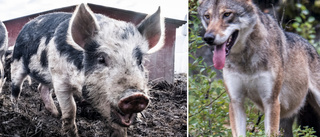 Länsstyrelsens besked – efter vargens besök i grishagen i Burträsk: "Helt omöjligt att göra något"