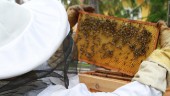 "Det börjar bli ett jätteproblem med förfalskad honung"