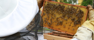 Brist på bin hotar vår mat – bikupor räcker inte
