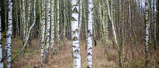 Skogsägare i Arjeplog får 240 000 i vite