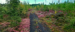 Höstdag i Tornedalen          