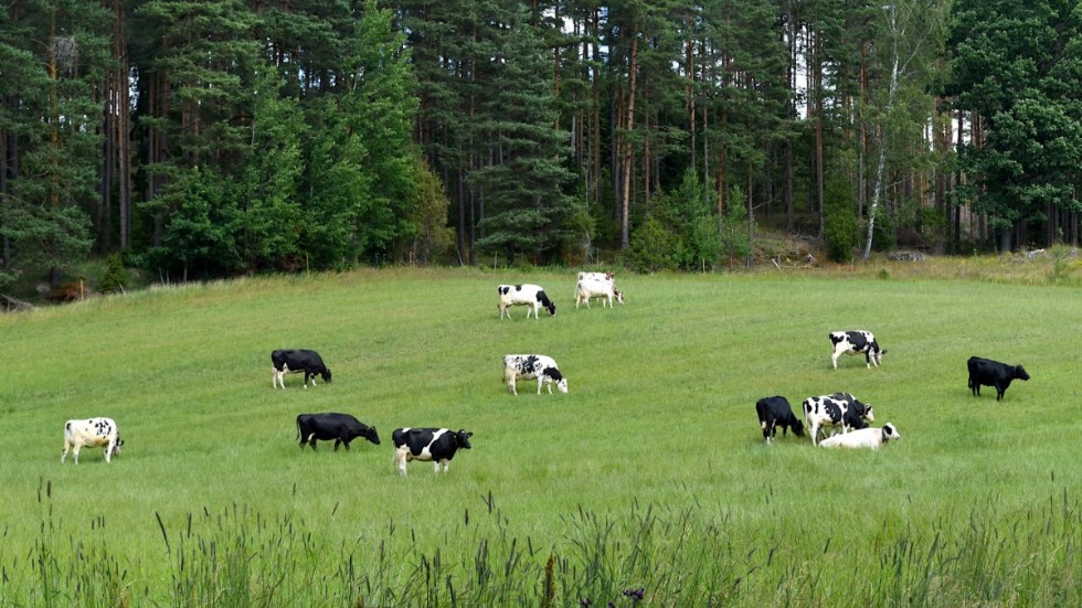 I Sverige produceras stora mängder mjölk, ändå importeras över hälften av osten vi äter.